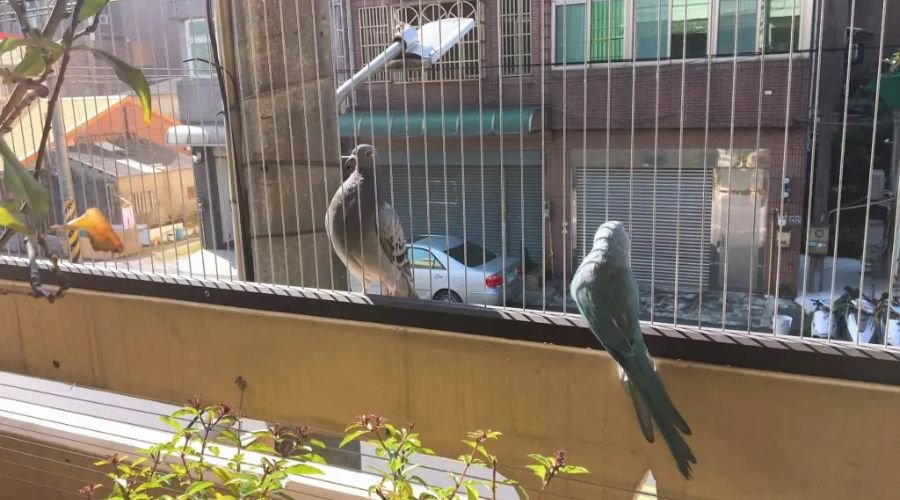 Pigeon-free balcony protected by invisible grills installed by ENB Enterprises in Chennai