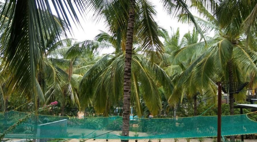 Professional coconut tree safety net fixing service by ENB Enterprises team in Chennai